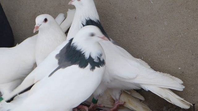 г.Пушкино 19.12.2015 год. заводчик КГЛ"Феникс-Москва" Золотов Эдуард. смотреть онлайн