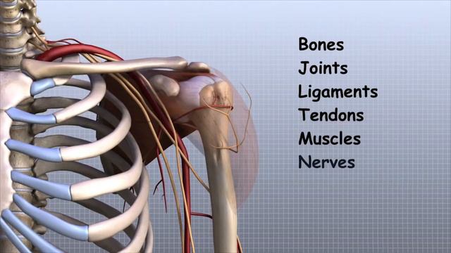 Почему Осанка Очень Важна? Простой Совет На 10 Здоровых Лет! смотреть онлайн