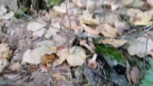 Грибная охота