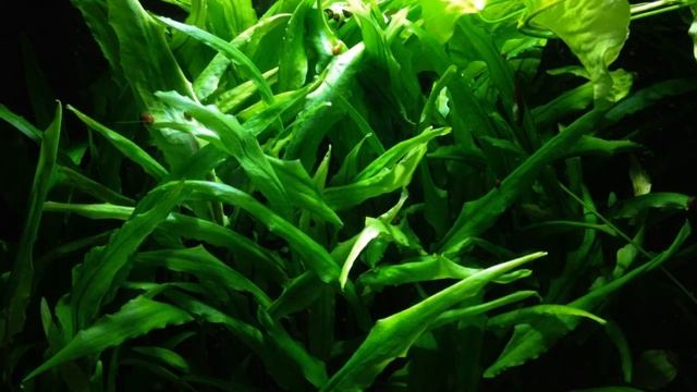 Ошибки начинающих аквариумистов. Установка аквариума смотреть онлайн