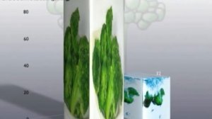 0069.Брокколи - сырая или вареная? | Больше чем ФАКТЫ О ПИТАНИИ - Майкл Грегер