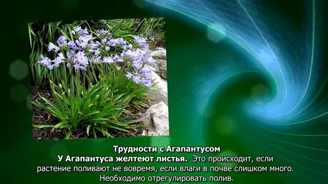 Агапантус смотреть онлайн