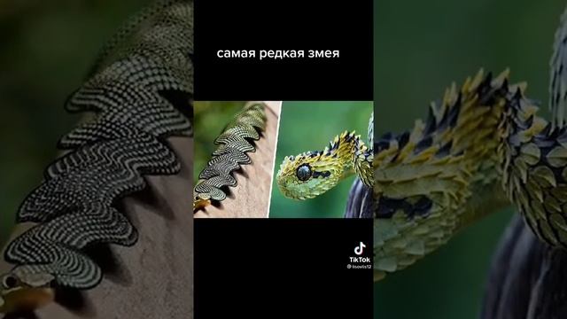 Какие бывают змеи ?