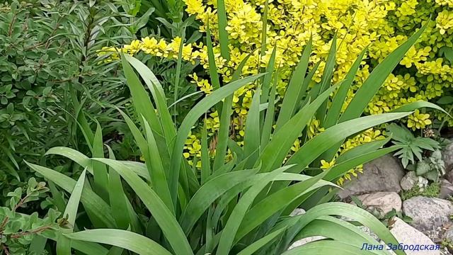 Круглая клумба / Рокарий