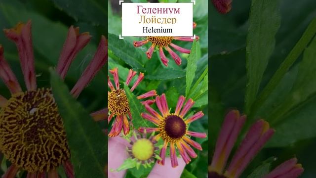 Гелениум Лойсдер (Helenium).?