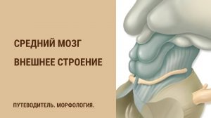 Средний мозг. Внешнее строение