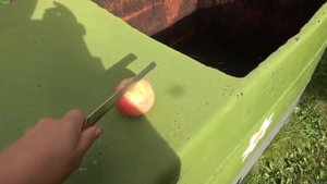 Как определить когда яблоки поспели?