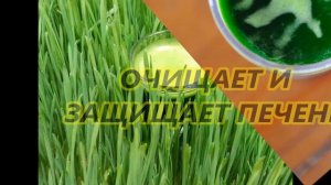 Витграсс , полезные свойства.
