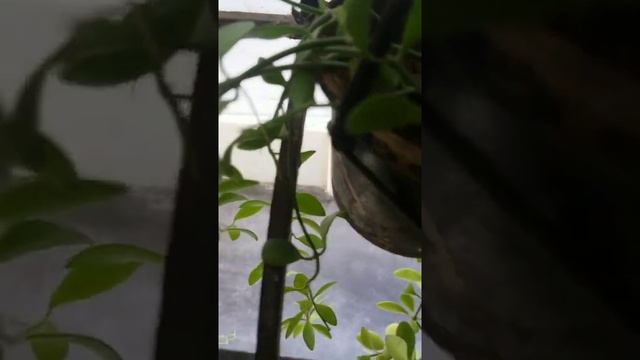 String of nickels/ Dischidia nummularia #shorts смотреть онлайн