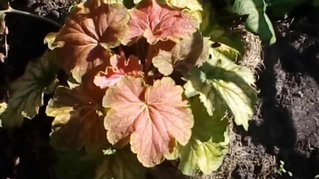 Гейхеры после деления и весенней пересадки.Осень 2017. # мой сад # гейхеры смотреть онлайн