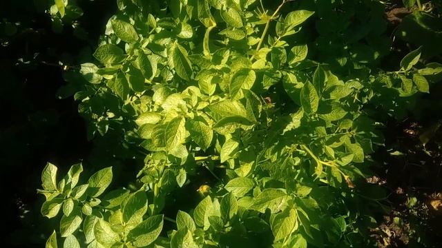 Колорадский жук.Лучшее средство от колорадского жука смотреть онлайн