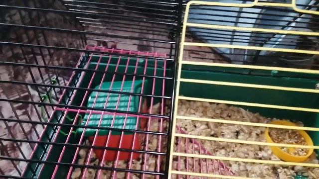 Джунгарский хомячок Белка, как она поживает. смотреть онлайн