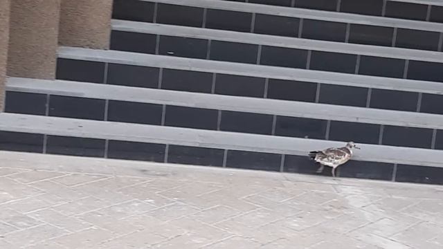 Надо бежать!!! Куда бежать???)) смотреть онлайн