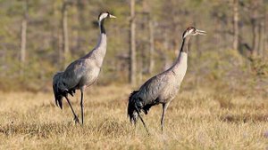 Серый журавль   Grus grus