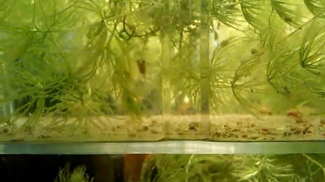 Мальки пицилии едят артемию смотреть онлайн