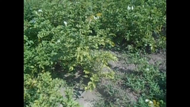 Средство от сорняков "Торнадо". Стоит ли его покупать.