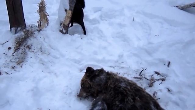 Охота на медведя. Медведь попался в ловушку смотреть онлайн