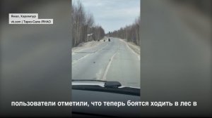 Вблизи деревни Харампур на трассу вышла медведица с двумя медвежатами