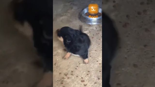 🐶 #собакабабака #красота #щенки #собакадругчеловека #домашниеживотные #питомцы