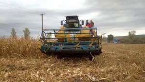 уборка кукурузы 2023 ск 6 колос