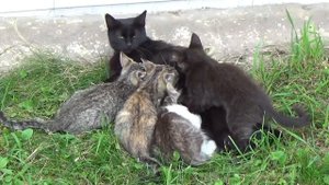 Заботливая мама кошка и котята на видео кошка с котятами