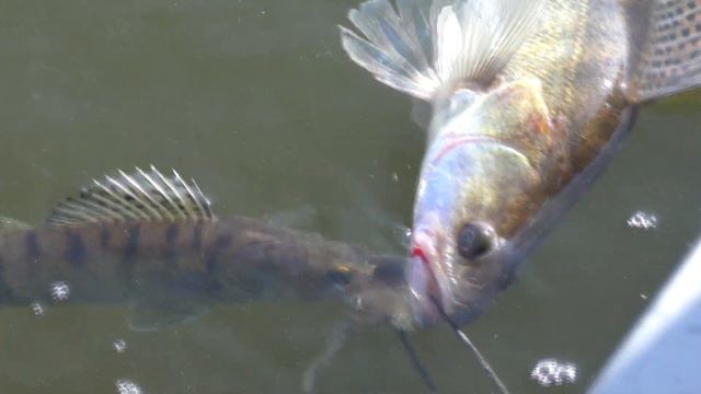 Соревнования по ловли хищной рыбы 2020. Горишние Плавни/Комсомольск смотреть онлайн