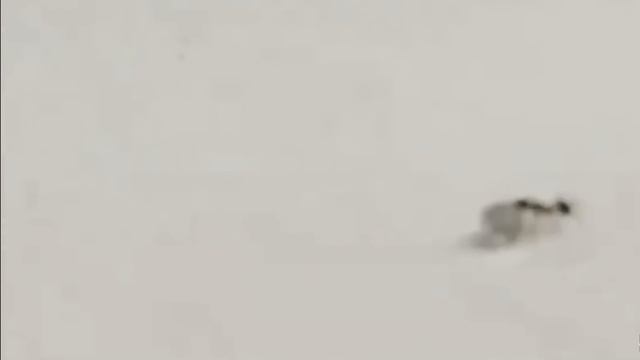 Муравей украл бриллиант, ограбление века смотреть онлайн