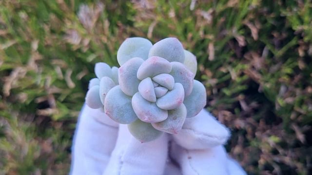 Echeveria Ice Jade смотреть онлайн