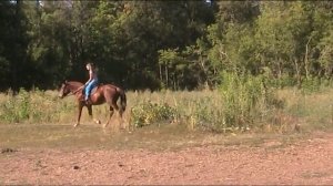 Любимая лошадь по имени Сказка