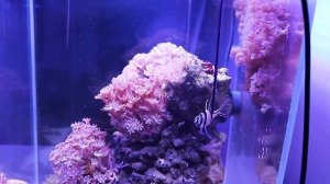 Морской аквариум с минимальным количеством оборудования