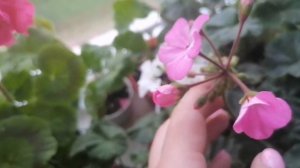 Пеларгония (герань) на окне выращенная из семян.