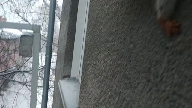 Самая Голодная белочка! The hungriest squirrel#животные#animals#белка#squirrel#зима смотреть онлайн