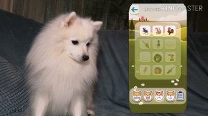 Приложения для Собак|Реакция на  Собачий Переводчик |Тест для Собаки|Говорящая Собака|Пёс-Блогер