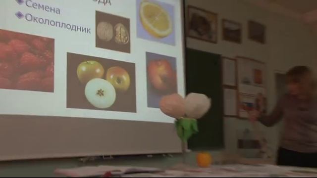 Видеоурок по биологии "Плоды, виды плодов" 6 класс смотреть онлайн