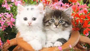 English Reading, Reddy's Funny Stories /A Puzzle