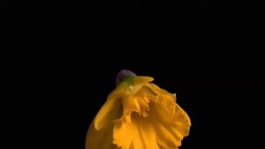 Как распускаются цветы.