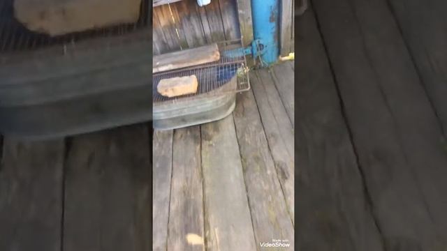 Чем кормить ёжика ? смотреть онлайн