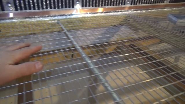 Брудер для цыплят, перепелят, утят, индюшат и попугаев своими руками.Часть-1. смотреть онлайн