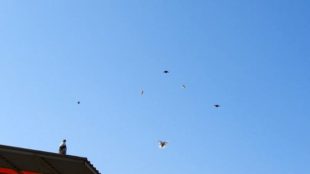 Кольцуем первых голубят 2020г. смотреть онлайн