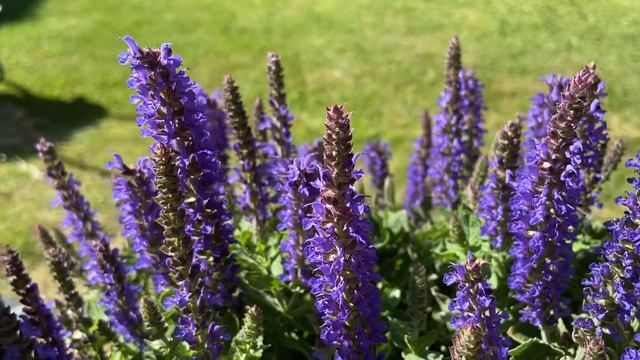 Nature Relax German Lila Flowers and birds/ flores lilas alemanas y canto de aves by Mary смотреть онлайн