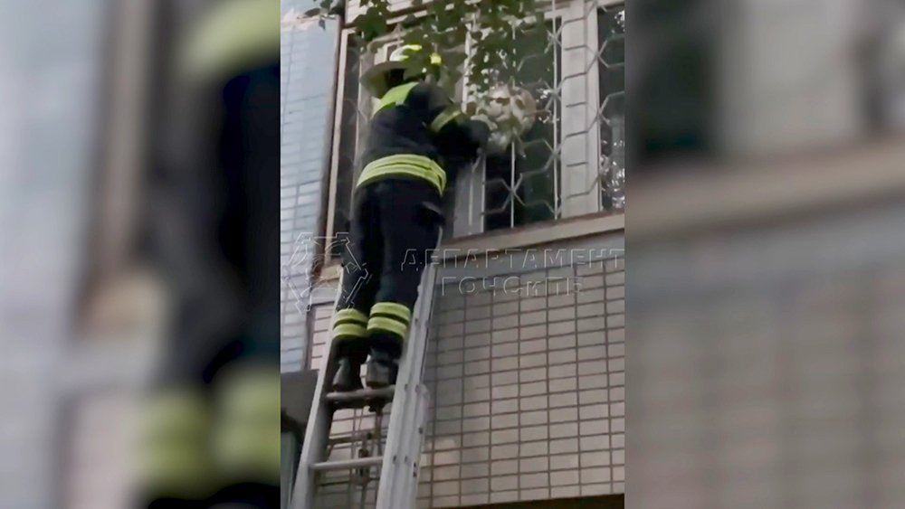 Московский кот решил улизнуть из квартиры, но застрял в окне / Город новостей на ТВЦ