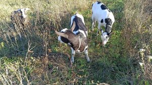 Альпийские козы- козы сезонные....