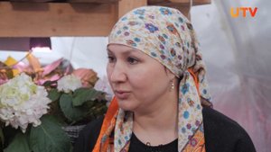 Выращиваем гортензию на подоконнике
