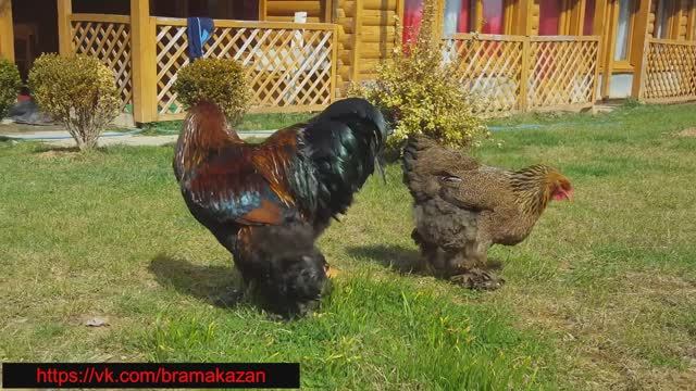 брама разновидности окраса. основные окрасы