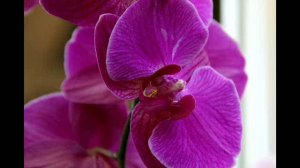 Песнь орхидей(автор Ирина Дерендяева)