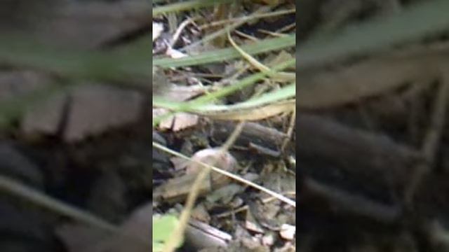 перегнившая мульча2