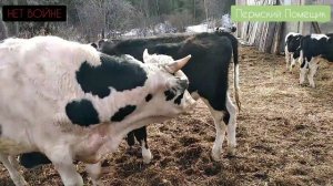 Причина для кастрации быков