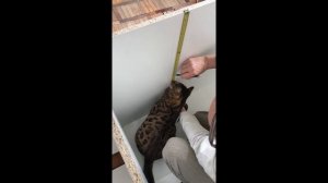 Тумба для аквариума 200 литров своими руками