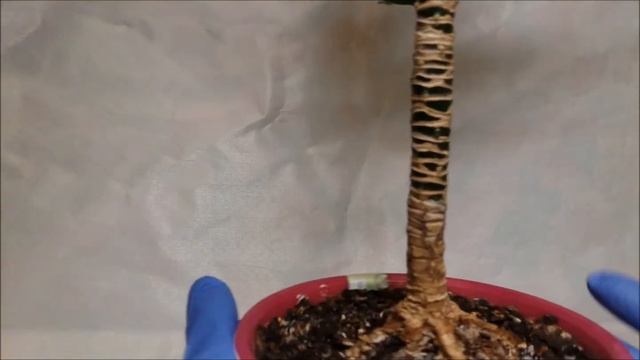 Применение цитокининовой пасты на драцене. Стимуляция роста новых побегов. смотреть онлайн