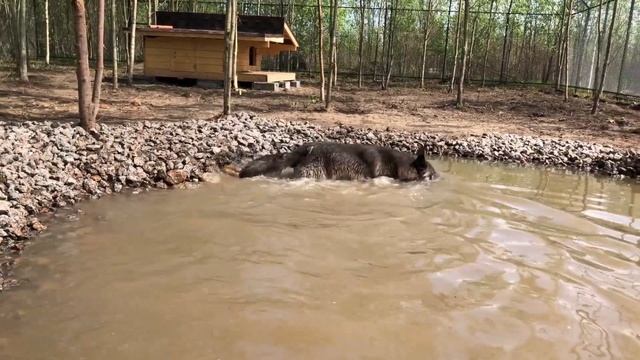 Чем обернулось купание с волками? Пруд для Волков не прожил и часу. смотреть онлайн
